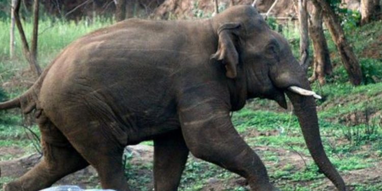 കാട്ടാന ആക്രമണത്തിൽ വൃദ്ധയ്ക്ക് പരിക്കേറ്റു