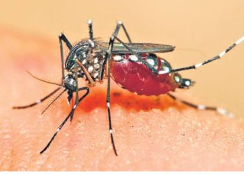 വിശ്വാസവും ശാസ്ത്രവും ഒന്നിച്ചു; പൂജാരിമാർ ഇറങ്ങി, മലേറിയയെ തുരത്താൻ