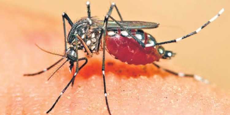 വിശ്വാസവും ശാസ്ത്രവും ഒന്നിച്ചു; പൂജാരിമാർ ഇറങ്ങി, മലേറിയയെ തുരത്താൻ