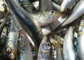 മത്സ്യലഭ്യത കുറയുന്നു