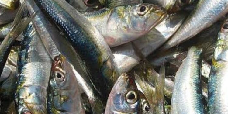 മത്സ്യലഭ്യത കുറയുന്നു