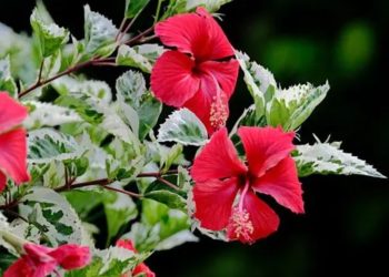 ചെമ്പരത്തിപ്പൂവ് വിഴുങ്ങി; 7 മാസം പ്രായമുള്ള കുഞ്ഞ് മരിച്ചു