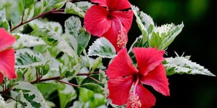 ചെമ്പരത്തിപ്പൂവ് വിഴുങ്ങി; 7 മാസം പ്രായമുള്ള കുഞ്ഞ് മരിച്ചു