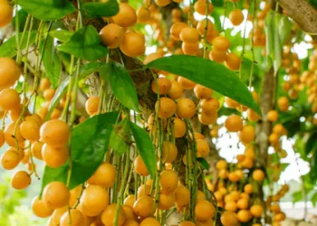 പോഷകസമൃദ്ധവും ആദായകരവുമായ ‘അദ്ഭുതപ്പഴം’, കേരളത്തിന്റെ മണ്ണിലും വിളയും ഈ പഴം