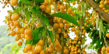 പോഷകസമൃദ്ധവും ആദായകരവുമായ ‘അദ്ഭുതപ്പഴം’, കേരളത്തിന്റെ മണ്ണിലും വിളയും ഈ പഴം