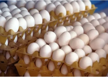 മുട്ടയുടെ പുറംതോടിൽ ഇനി തീയതി പതിപ്പിക്കണം