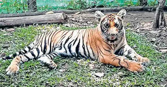 ‘മംഗള’യെ പോറ്റാൻ ചെലവ് അരക്കോടി; ഭക്ഷണത്തിനായി 13.28 ലക്ഷം രൂപ