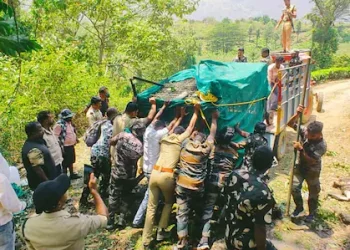 കന്നുകാലികളെ ആക്രമിച്ചു കൊന്ന കടുവ കൂട്ടിലായി; മൂന്നു മാസത്തിനിടെ കടുവ കൊന്നത് 22 കന്നുകാലികളെ