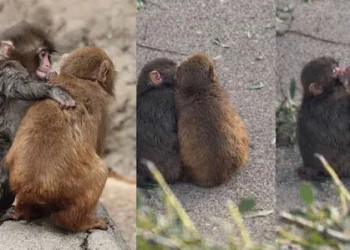 പഞ്ചിനു പുതിയ കൂട്ടുകാരിയെ കിട്ടി, ഒറ്റപ്പെടലും വേദനയും ഇനി ഓർമ!