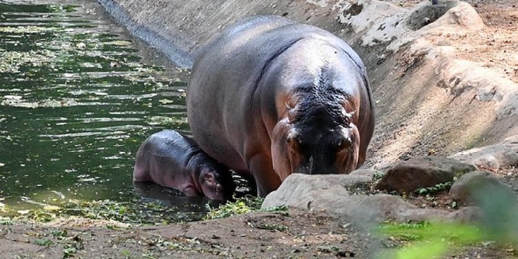 മൃഗശാലയില്‍ ഹിപ്പോപ്പൊട്ടാമസിന്റെ ആക്രമണത്തില്‍ ഡോക്ടര്‍ മരിച്ചു