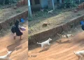 സ്കൂൾ വിദ്യാർഥിനിക്കു പിന്നാലെ ഓടിയെത്തിയത് അഞ്ചോളം നായ്ക്കൾ; അദ്ഭുത രക്ഷപ്പെടൽ