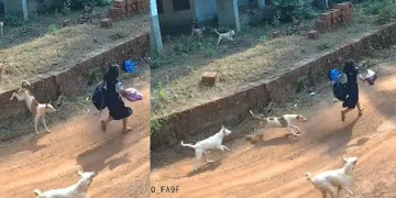 സ്കൂൾ വിദ്യാർഥിനിക്കു പിന്നാലെ ഓടിയെത്തിയത് അഞ്ചോളം നായ്ക്കൾ; അദ്ഭുത രക്ഷപ്പെടൽ