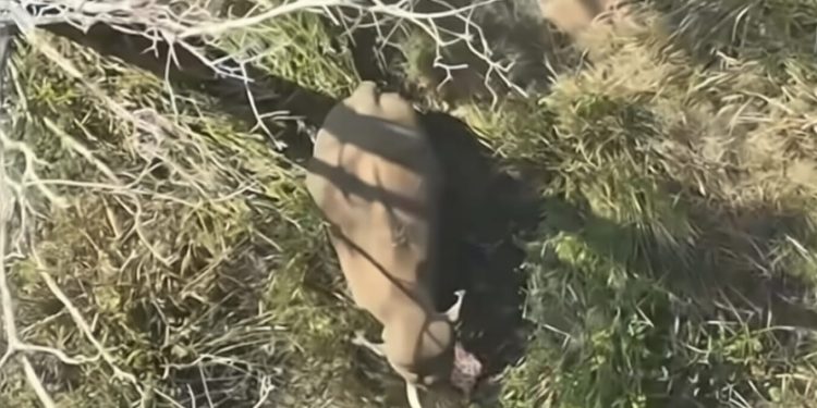 മുട്ടിക്കൊമ്പന്‍ മുത്തങ്ങയിലെ ക്യാമ്പില്‍; റേഡിയോ കോളര്‍ ഘടിപ്പിച്ചു