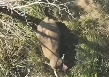 മുട്ടികൊമ്പനെ മയക്കുവെടി വെച്ചു