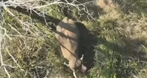 മുട്ടിക്കൊമ്പനെ മുത്തങ്ങ വനത്തില്‍ തുറന്നുവിടാനുള്ള ശ്രമം തടയും:  യു.ഡി.എഫ്