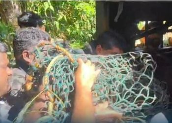 പനമരത്ത് നിന്നും പിടികൂടിയ പുലി ചത്തു