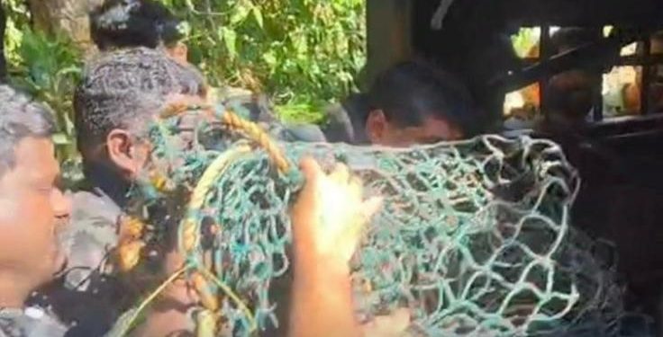 പനമരത്ത് നിന്നും പിടികൂടിയ പുലി ചത്തു