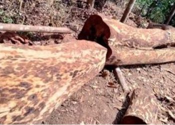 മുട്ടിൽ സൗത്ത് ഈട്ടിമുറി:വയനാട് മുൻ കളക്ടറക്കം ആറു പേർക്ക് വക്കീൽ നോട്ടീസ്