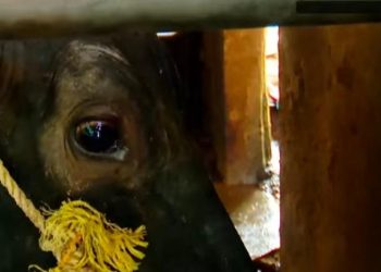 കടുത്ത ചൂട് വില്ലനായി; മുള്ളൻകൊല്ലിയിൽ പശുക്കൾ ചാകുന്നതായി പരാതി