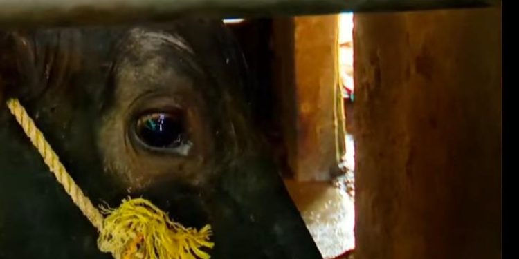 കടുത്ത ചൂട് വില്ലനായി; മുള്ളൻകൊല്ലിയിൽ പശുക്കൾ ചാകുന്നതായി പരാതി