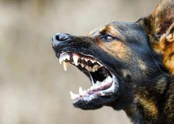 നായ കുരച്ചുചാടി: മകളുടെ വിവാഹം ക്ഷണിക്കാൻ എത്തിയ ആൾ കിണറ്റിൽ വീണു