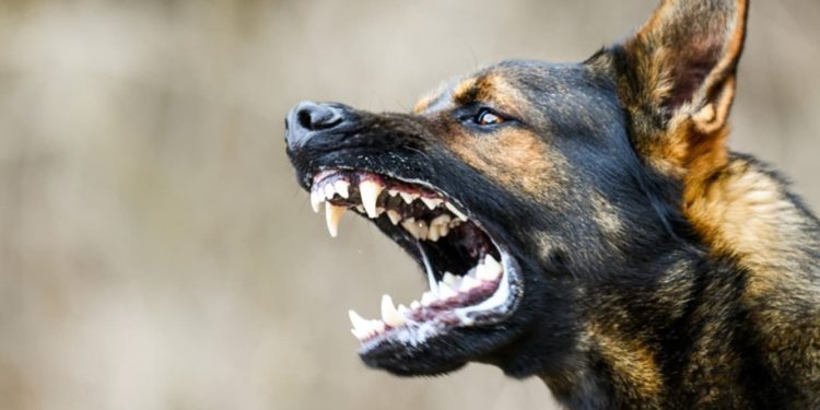 നായ കുരച്ചുചാടി: മകളുടെ വിവാഹം ക്ഷണിക്കാൻ എത്തിയ ആൾ കിണറ്റിൽ വീണു