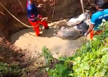 വേസ്റ്റ് കുഴിയിൽ അകപ്പെട്ട പൂർണഗർഭണി ആയ പശുവിനെ സുരക്ഷിതമായി രക്ഷപ്പെടുത്തി