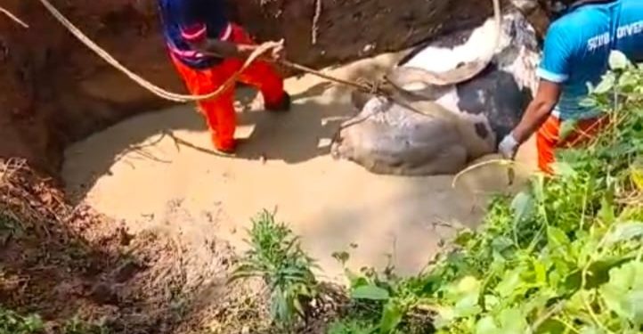 വേസ്റ്റ് കുഴിയിൽ അകപ്പെട്ട പൂർണഗർഭണി ആയ പശുവിനെ സുരക്ഷിതമായി രക്ഷപ്പെടുത്തി
