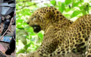 കിടപ്പുമുറിയിൽ പുലി; വലയിലാക്കാൻ വേണ്ടിവന്നത് 20 പേർ!