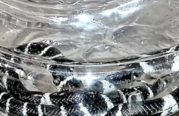 പാമ്പു കടിയേറ്റു മരിച്ച അൽജോയുടെ വീട്ടിൽ നാലാം ദിനവും പാമ്പ്; ഒന്നല്ല, രണ്ട്; വീടിന്റെ തറ പൊളിക്കും