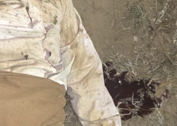 കാട്ടാന ആക്രമണത്തിൽ യുവാവ് കൊല്ലപ്പെട്ടു