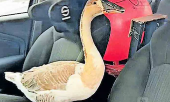 പാർക്ക് ചെയ്തിരുന്ന കാറിന്റെ ചില്ലു തകർത്ത നിലയിൽ; ഉള്ളിൽ വളർത്തു താറാവ്