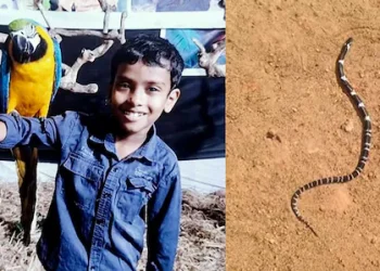 ഉറക്കത്തിനിടെ പാമ്പു കടിച്ചു; എട്ടുവയസ്സുകാരന് ദാരുണാന്ത്യം, സഹോദരനും കടിയേറ്റു