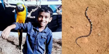 സഹോദരൻമാർക്ക് പാമ്പുകടിയേറ്റ വീട്ടിൽ വീണ്ടും പാമ്പ്; കണ്ടെത്തിയത് ശംഖുവരയനെ