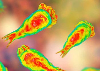 അമീബിക് മസ്തിഷ്ക ജ്വരം: ജാഗ്രത വേണം; മലിനമായ ജലാശയങ്ങളിൽ നീന്തരുത്, മുങ്ങിക്കുളിക്കരുത്