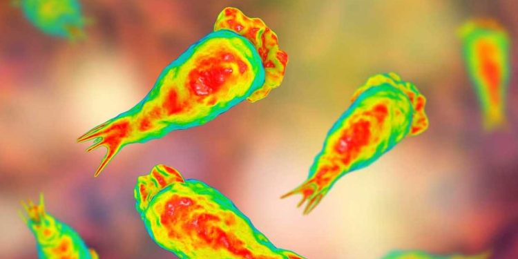 അമീബിക് മസ്തിഷ്ക ജ്വരം: ജാഗ്രത വേണം; മലിനമായ ജലാശയങ്ങളിൽ നീന്തരുത്, മുങ്ങിക്കുളിക്കരുത്