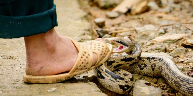 പാമ്പുകടി മരണങ്ങളിൽ പൊരുത്തക്കേട്: വനംവകുപ്പിന് 86, ആരോഗ്യവകുപ്പിന് 4