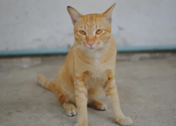 ഒരു മണിക്കൂറിനുള്ളിൽ തള്ളപ്പൂച്ചയും രണ്ട് കുഞ്ഞുങ്ങളും ചേർന്ന് പിടികൂടിയത് എട്ട് പാമ്പുകളെ!