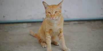 ഒരു മണിക്കൂറിനുള്ളിൽ തള്ളപ്പൂച്ചയും രണ്ട് കുഞ്ഞുങ്ങളും ചേർന്ന് പിടികൂടിയത് എട്ട് പാമ്പുകളെ!