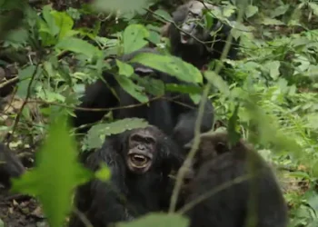 അതിഭയങ്കര യുദ്ധം; കൂട്ടുകാരെ കൊന്നൊടുക്കി ചിമ്പാൻസികൾ,