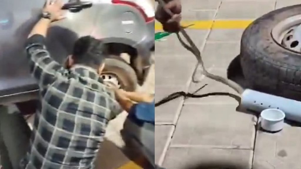 റോഡരികില്‍ നിര്‍ത്തിയിട്ട കാറിനുള്ളില്‍ കയറി മൂര്‍ഖന്‍, സാഹസികമായി പിടികൂടി