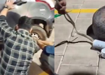 റോഡരികില് നിര്ത്തിയിട്ട കാറിനുള്ളില് കയറി മൂര്ഖന്, സാഹസികമായി പിടികൂടി