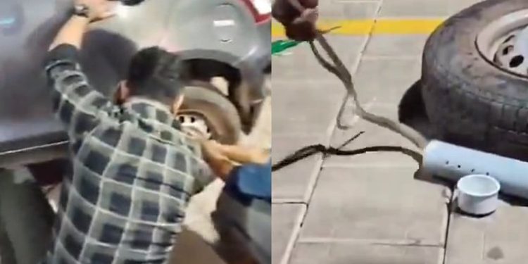 റോഡരികില് നിര്ത്തിയിട്ട കാറിനുള്ളില് കയറി മൂര്ഖന്, സാഹസികമായി പിടികൂടി