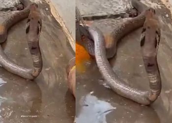 എന്റമ്മോ!, എന്തൊരു ചൂട്!; ദാഹമകറ്റാന്‍ വെള്ളം കുടിക്കുന്ന മൂര്‍ഖന്‍