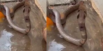 എന്റമ്മോ!, എന്തൊരു ചൂട്!; ദാഹമകറ്റാന്‍ വെള്ളം കുടിക്കുന്ന മൂര്‍ഖന്‍