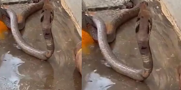 എന്റമ്മോ!, എന്തൊരു ചൂട്!; ദാഹമകറ്റാന് വെള്ളം കുടിക്കുന്ന മൂര്ഖന്