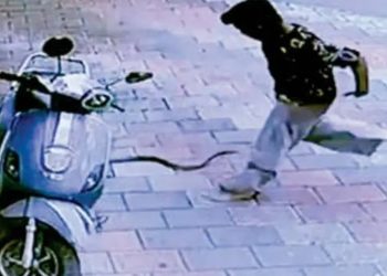 പാമ്പ് കടിച്ചത് പാന്റ്‌സില്‍; 11 കാരന്‍ രക്ഷപ്പെട്ടത് തലനാരിഴയ്ക്ക്