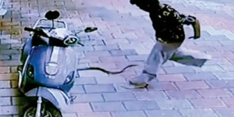 പാമ്പ് കടിച്ചത് പാന്റ്‌സില്‍; 11 കാരന്‍ രക്ഷപ്പെട്ടത് തലനാരിഴയ്ക്ക്