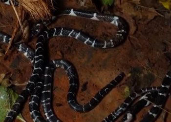 തലയണയ്ക്കടിയിലും, മുറിയിലും ബാത്‌റൂമിലും പാമ്പുകള്‍; ഒരു വീട്ടില്‍ നിന്നും പിടികൂടിയത് അഞ്ച് വെള്ളിക്കെട്ടനെ