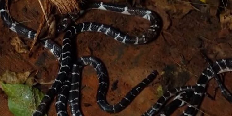 തലയണയ്ക്കടിയിലും, മുറിയിലും ബാത്‌റൂമിലും പാമ്പുകള്‍; ഒരു വീട്ടില്‍ നിന്നും പിടികൂടിയത് അഞ്ച് വെള്ളിക്കെട്ടനെ